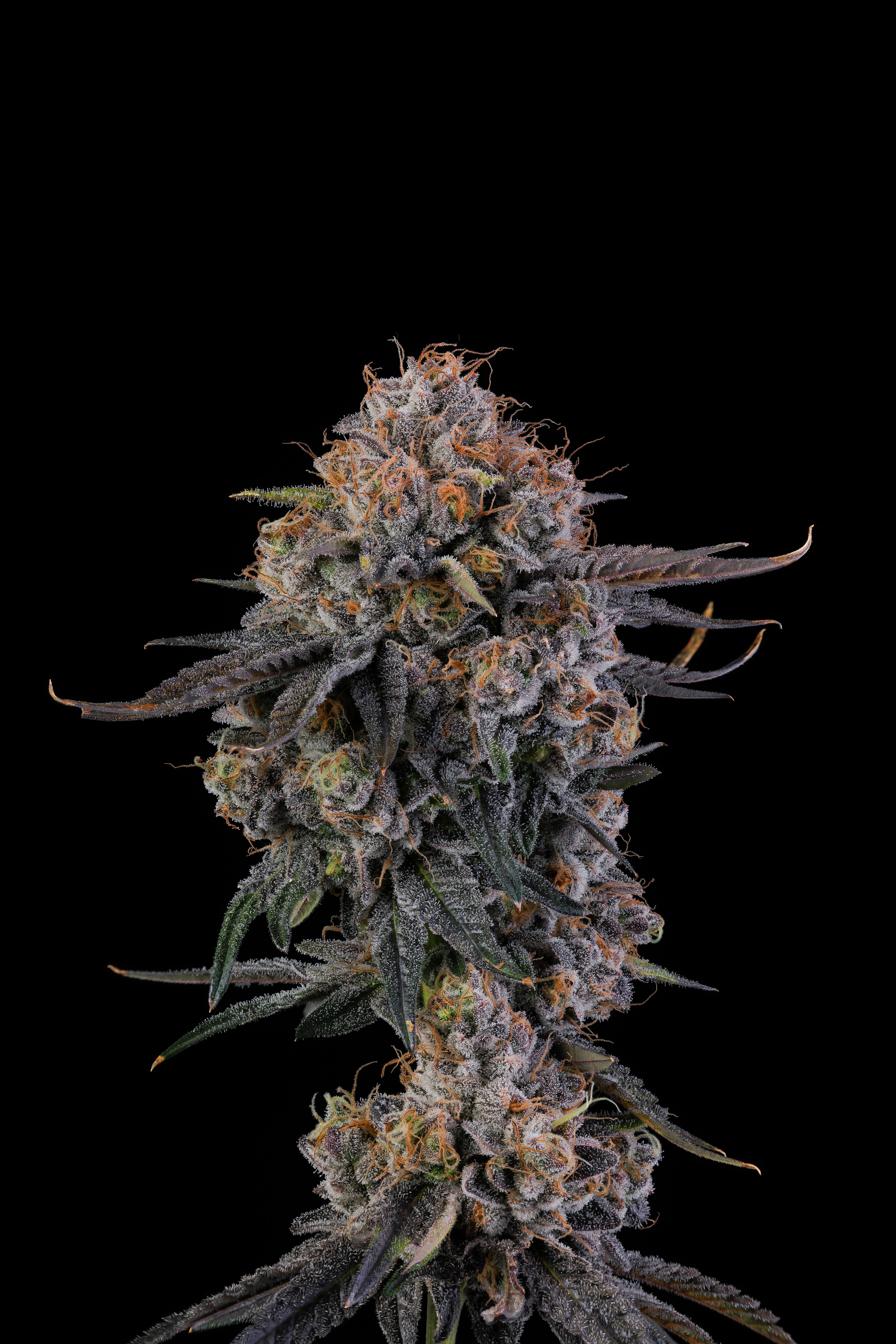 FLOWER-0582